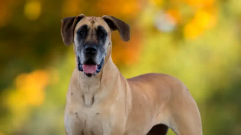 Molosser-Hunde: Der imposante Hundetyp mit antiken Wurzeln und moderner Bedeutung