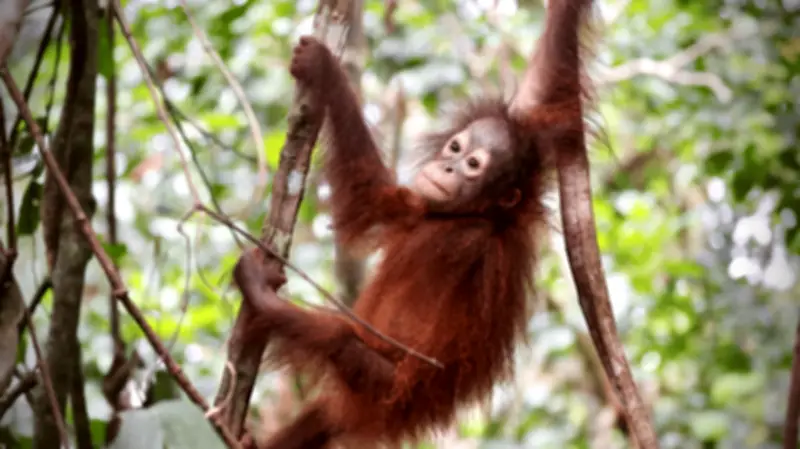 Müritzeum zeigt preisgekrönte Orang-Utan-Dokumentation nach technischem Problem