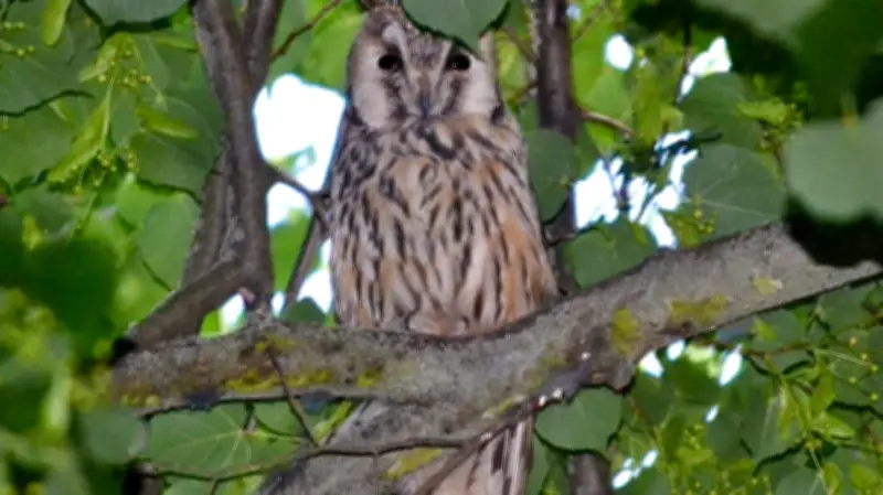Nabu ruft zur Mithilfe auf: Winter-Schlafplätze der Waldohreule dokumentieren