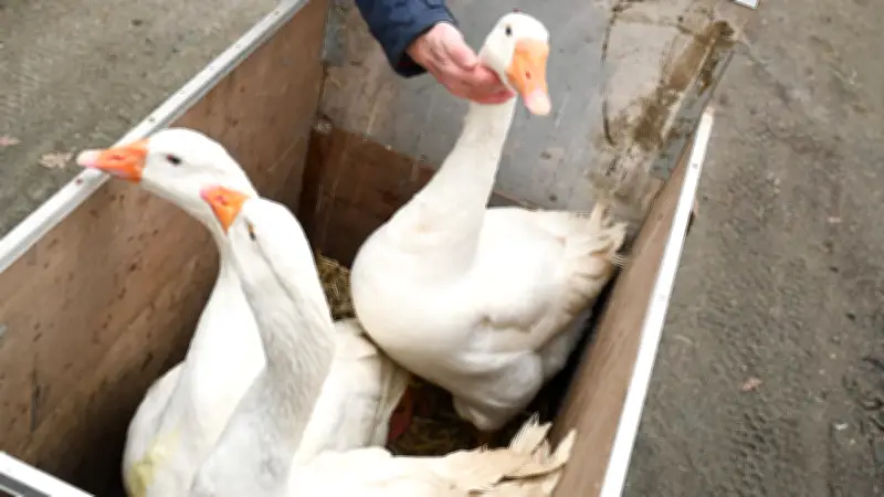 Nach 60 Jahren: Gänse-Opa muss trotz 73.300 Unterschriften seine Tiere abgeben