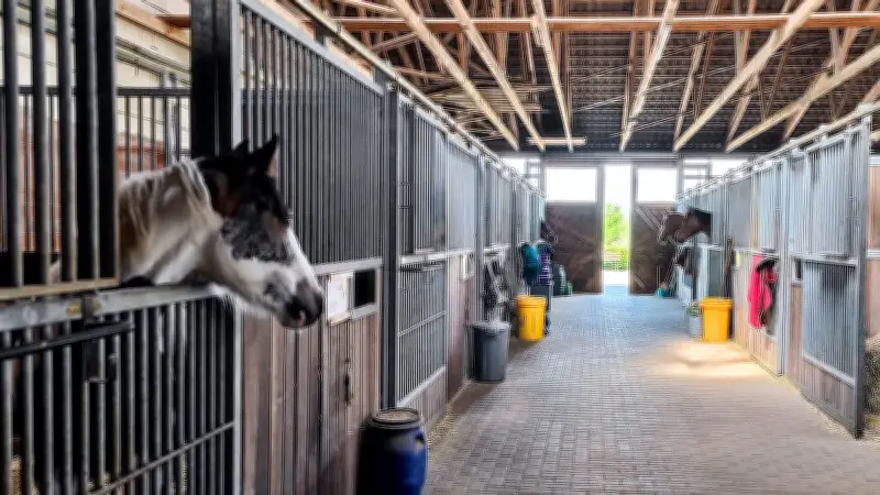 Nach über zwei Jahrzehnten: Helbraer Pferdestall Wyszkowski beendet Pensionsbetrieb