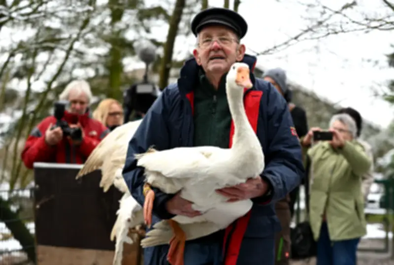 Nachbarschaftsstreit um Gänse in Ostfriesland: Ludwig Smidt gibt seine Tiere schweren Herzens ab