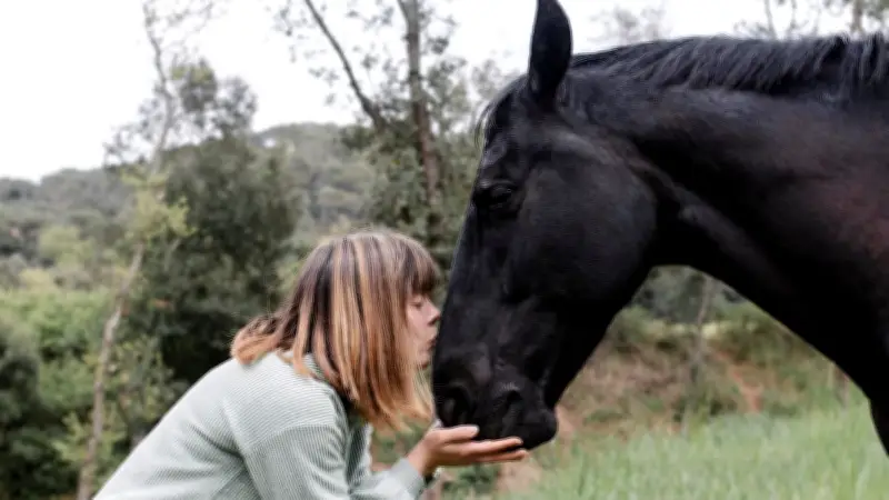 Narkolepsie bei Pferden: Wenn plötzliches Umkippen auf Schlafmangel hinweist