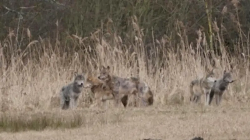 Naturfotograf erwischt fast vollständiges Wolfsrudel bei Hintersee am helllichten Tag