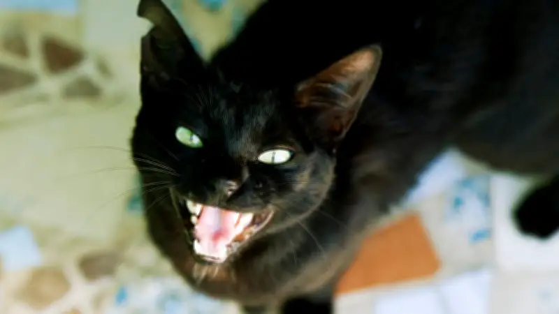 Nächtliches Miauen bei Katzen: Ursachen verstehen und Lösungen finden