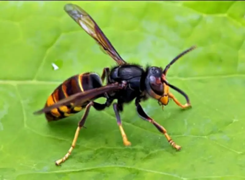 Neue invasive Hornissenart in Dessau-Roßlau: Knöterich und Riesen-Bärenklau bereits etabliert