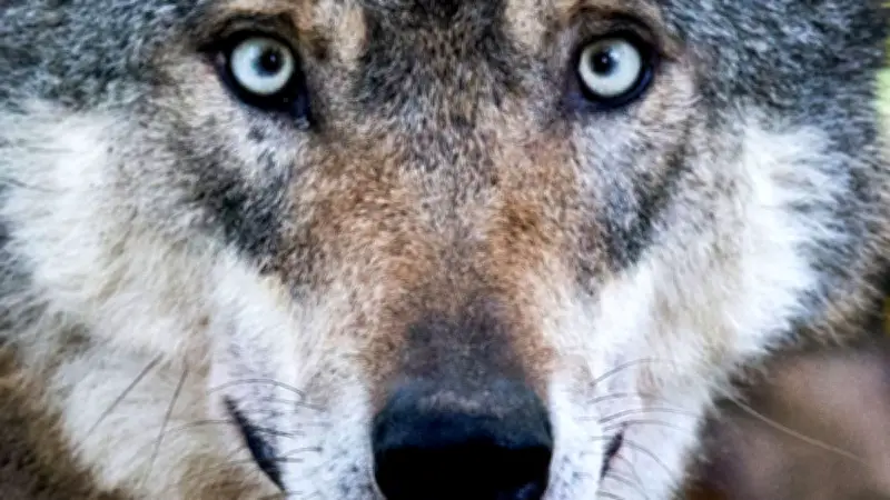 Neue Warnschilder im Schwarzwald: Wolfstourismus gefährdet die Tiere und Koexistenz