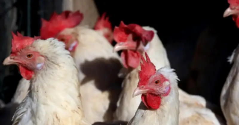 Newcastle-Krankheit in Bayern: 40.000 Legehennen müssen gekeult werden