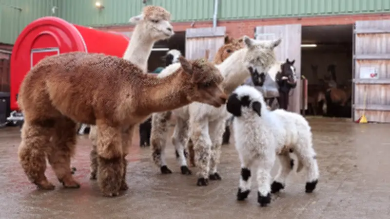 Niedersachsen: Lämmchen namens Shaun erobert Bauernhof-Büro - TV-Star zum Anfassen