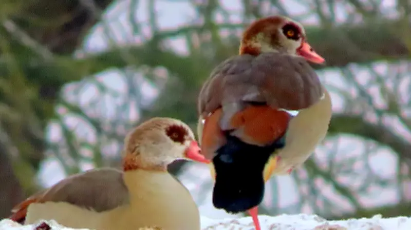 Nilgänse trotzen frostigem Januar 2026 in Mecklenburg-Vorpommern