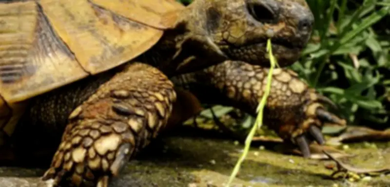Nordmazedonien: Männliche Schildkröten quälen Weibchen bis zum Suizid von Klippen