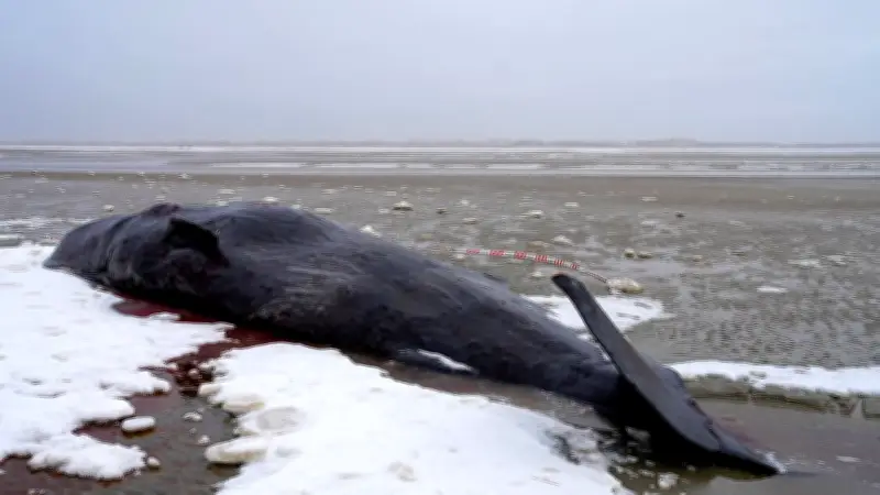 Nordsee-Drama: Mehrere Pottwale vor dänischer Küste gestrandet