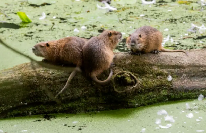 Nutrias in Norddeutschland: Invasion der Sumpfbiberratten und ihre Folgen