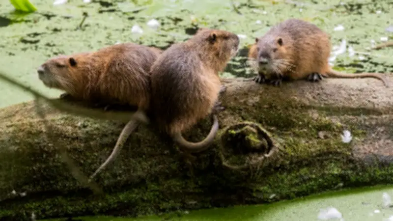 Nutrias in Norddeutschland: Wie gefährlich sind die Nagetiere wirklich?