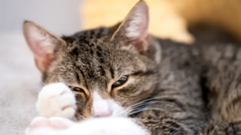 Pankreatitis bei Katzen: Eine oft übersehene Gefahr mit schwerwiegenden Folgen