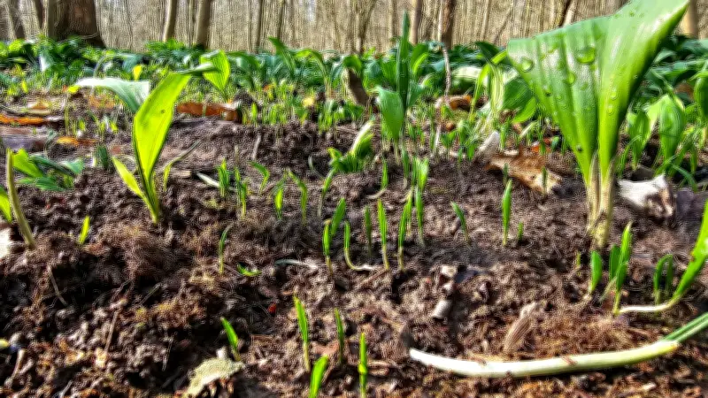 Polizei fasst Bärlauch-Diebe in Leipziger Region - 84 Kilogramm Knollen sichergestellt