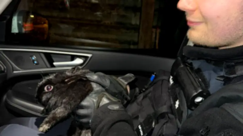Polizei Wittenberg rettet entlaufenes Kaninchen mit taktischem Einsatz