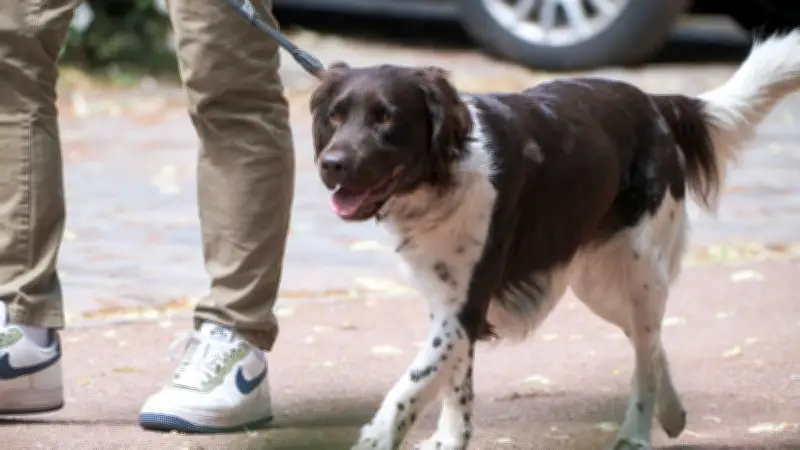 Polizeieinsatz in Roßlau: Hund entwendet und sicher zurückgegeben - Senior in Sorge
