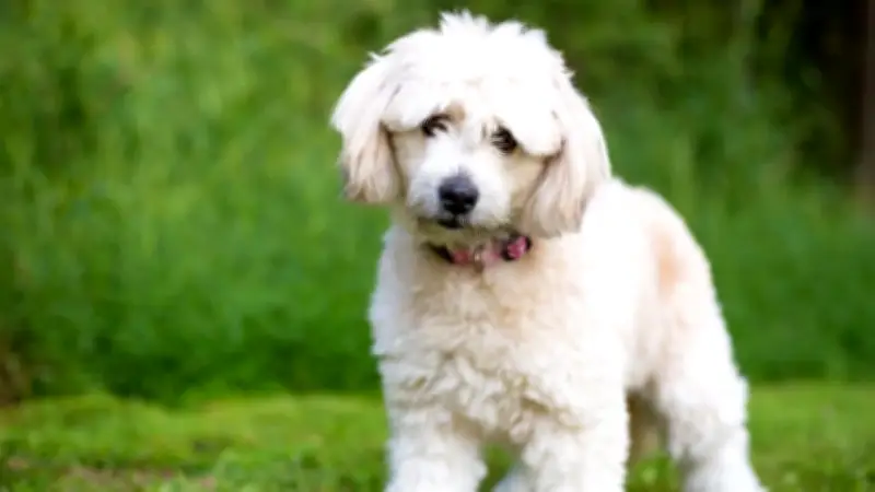 Pomapoo: Der charmante Hybridhund erobert deutsche Haushalte im Sturm