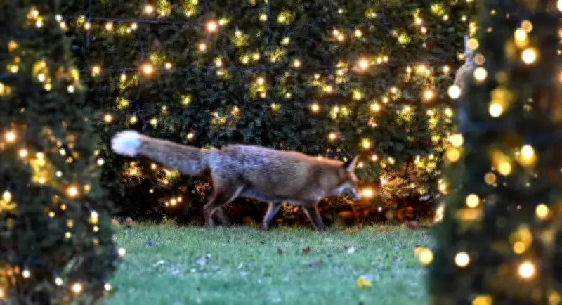 Projekt „Wildtiernah Berlin“: Über 600 Anfragen in drei Monaten – Erste Bilanz