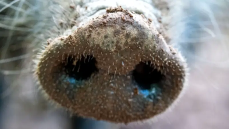 Pseudowut-Alarm in Mecklenburg-Vorpommern: Hunde sterben qualvoll nach Waldspaziergängen