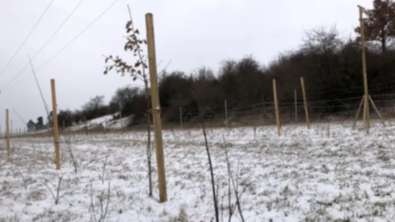 Quedlinburgs Welterbe erhält grüne Frischezellen: Neue Bäume und Naturprojekte verändern das Stadtbild