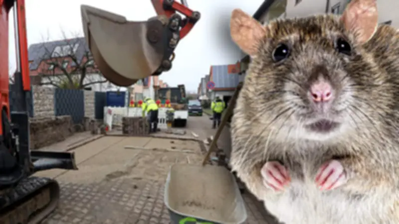 Rattenplage unter Freinsheim: Straßensperrung wegen Einsturzgefahr durch unterirdische Tunnel