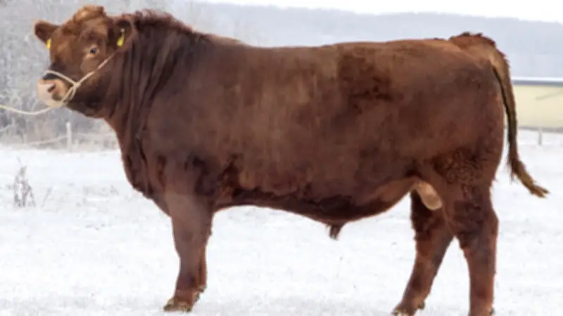 Rekordauktion in Woldegk: Teuerster Bulle MV's verlässt für Bayern