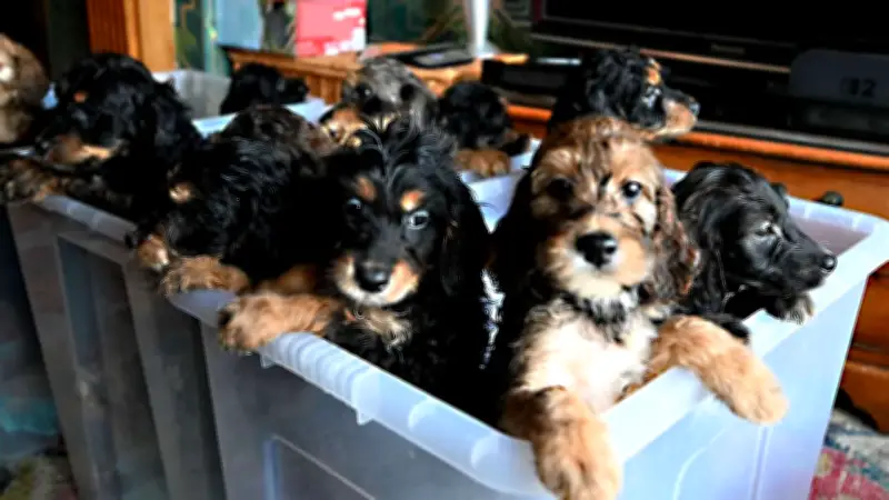 Rekordwurf in England: Irish-Setter-Hündin bringt 17 Welpen zur Welt