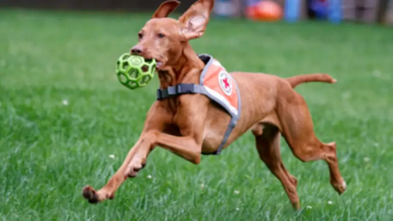 Rettungshunde Chili und Cash: Wie aus Talent zuverlässige Lebensretter wird