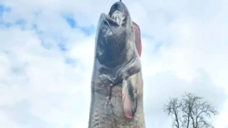 Riesen-Wels im Bodensee gefangen: 109 Kilogramm schwerer Koloss sorgt für Aufsehen