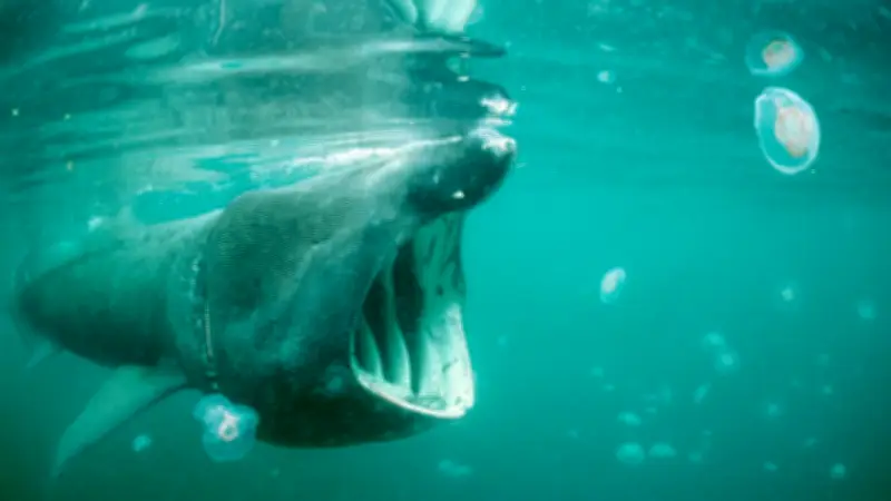 Riesenhai vor kroatischer Küste gesichtet: Planktonfresser in der Adria