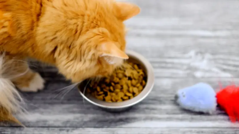 Rätsel um virales Katzenvideo: Füttern die Tiere wirklich ihre Stofftiere?