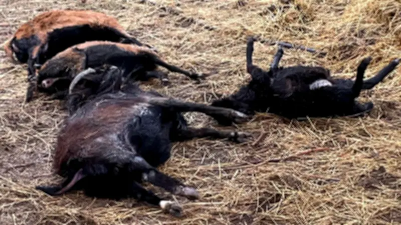 Rätselhafte Schafsrisse im Südharz: Luchs als Hauptverdächtiger