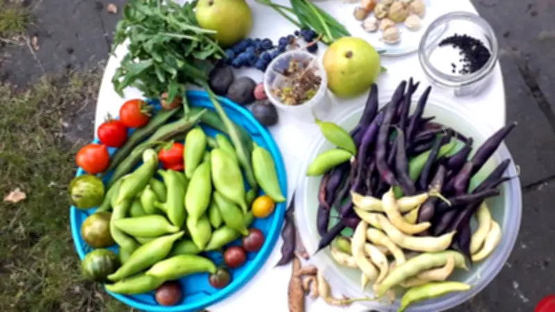 Saatgut-Tauschbörsen in MV: Alte Sorten erhalten und kostenlos Gemüse ziehen