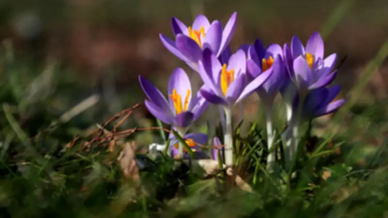 Sachsen-Anhalt: Frühlingshafte Temperaturen am Wochenende - Meteorologe warnt vor Winter-Comeback