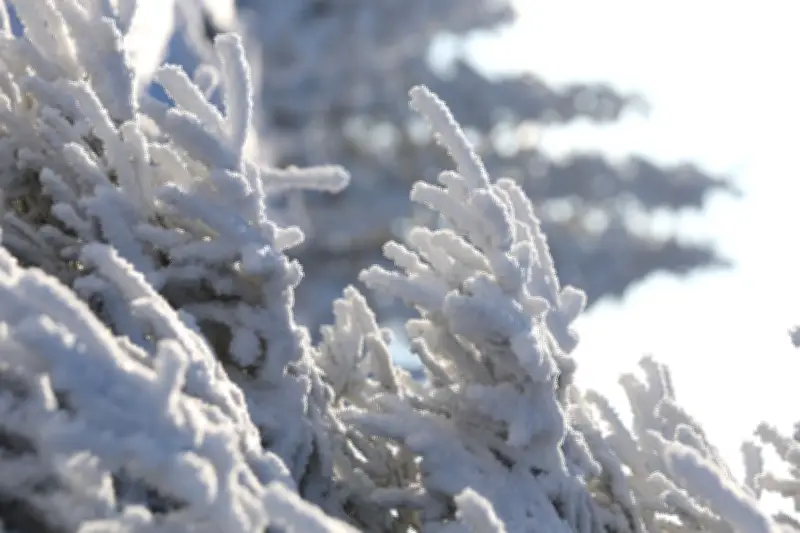 Sachsen-Anhalt: Mischwetter mit Schnee und Regen - Frostige Aussichten für die kommenden Tage