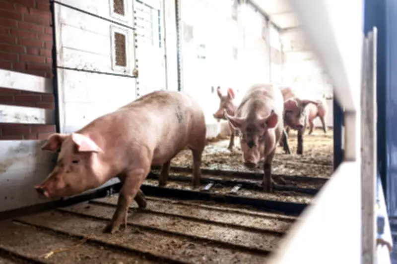 Sachsen-Anhalt: Schweinebestand steigt auf über eine Million Tiere