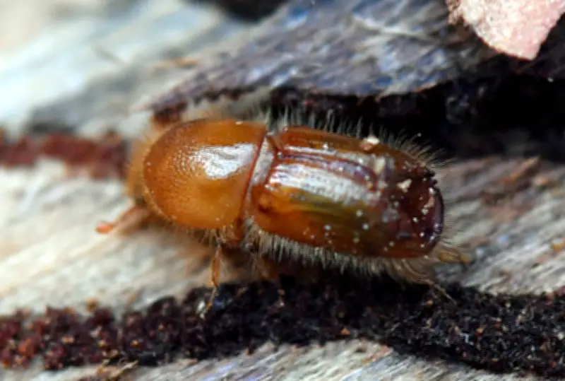 Sachsens Borkenkäfer trotzen strengem Winter mit körpereigenem Frostschutz