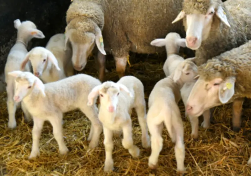 Sachsens Schäfer kämpfen mit sinkenden Preisen und Wolfsrissen vor Ostern