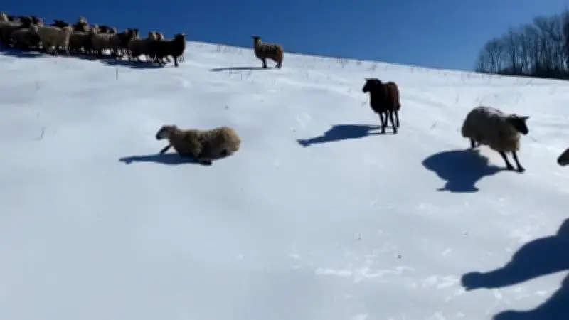 Schäfchen-Rodelbahn: Eisiger Spaß auf der Farm nach Schneesturm