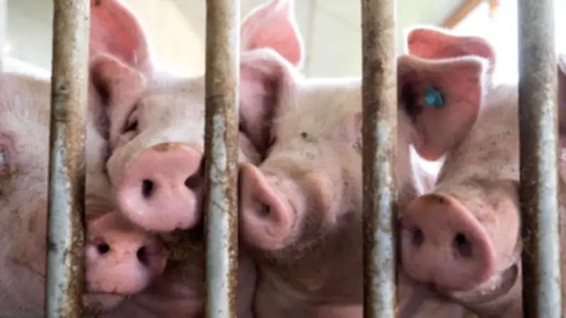 Schlachthof Perleberg geschlossen: Schweinehalter in Brandenburg kämpfen mit Kapazitätsengpass