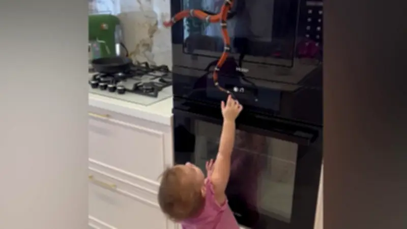 Schlangenbesuch in der Küche: Kleinkind spielt mit harmloser Königsnatter