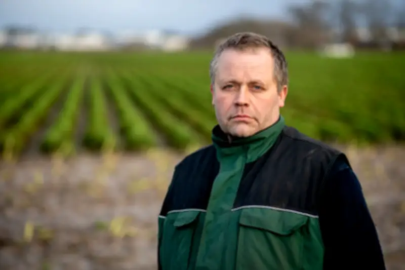 Schneefall beendet Grünkohlernte vorzeitig: Bauern im Oldenburger Land betroffen