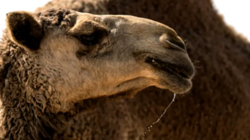 Schönheitswettbewerb für Kamele: 20 Tiere wegen Botox-Manipulation disqualifiziert