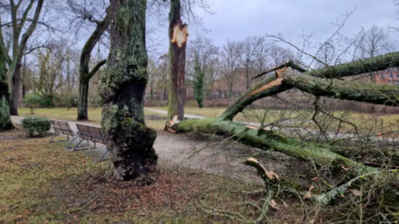 Schock im Prenzlauer Stadtpark: Dichter Astabbruch löst Erinnerungen an frühere Unglücke aus