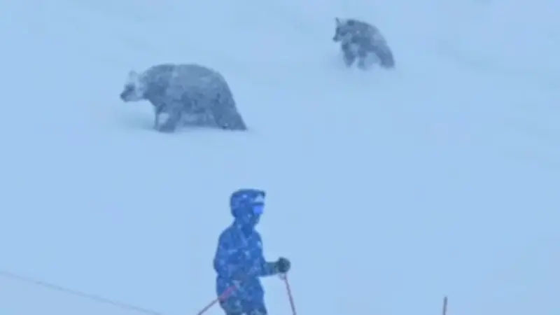 Schock im Schnee: Bärenfamilie stürmt unerwartet auf Skihang in Kalifornien