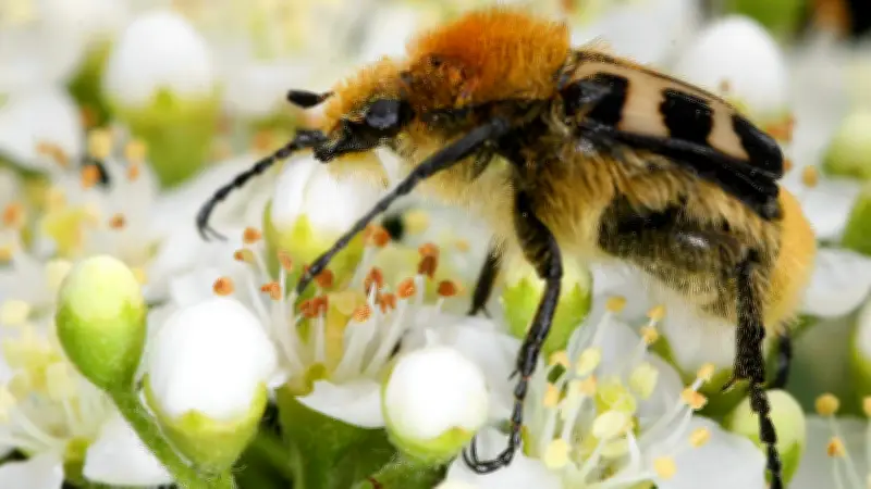 Schwarz-Gelbe Helfer: Die ökologisch wertvollen tierischen Bewohner Halles im Fokus