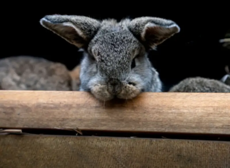 Schwarzes Kaninchen übernachtet auf Wittenberger Polizeiwache mit Decke und Möhre
