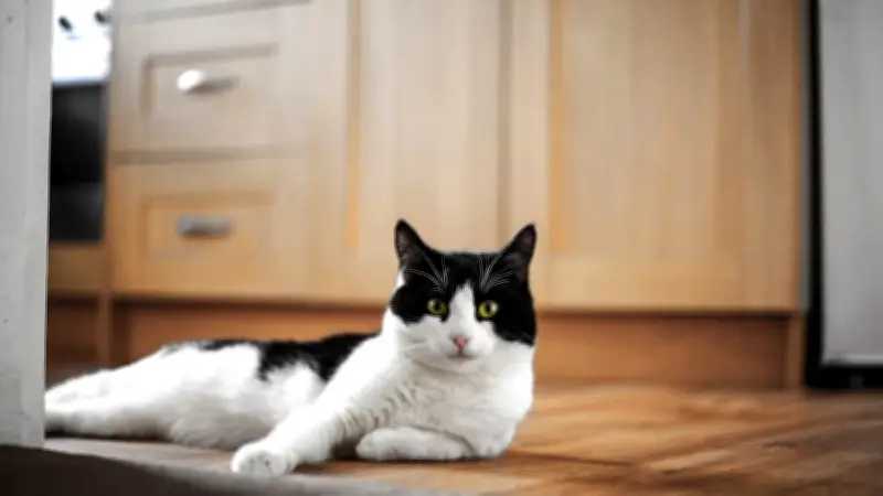 Schwarzfahr-Katze Shila: Neues Zuhause in Schweden nach spektakulären Abenteuern